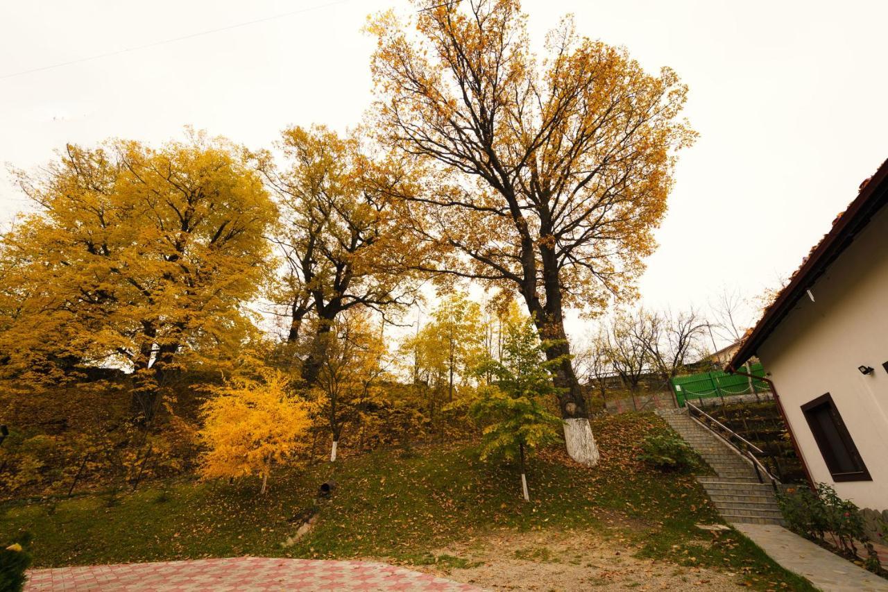 Stejarul Lui Andrei Izvoarele (Prahova)